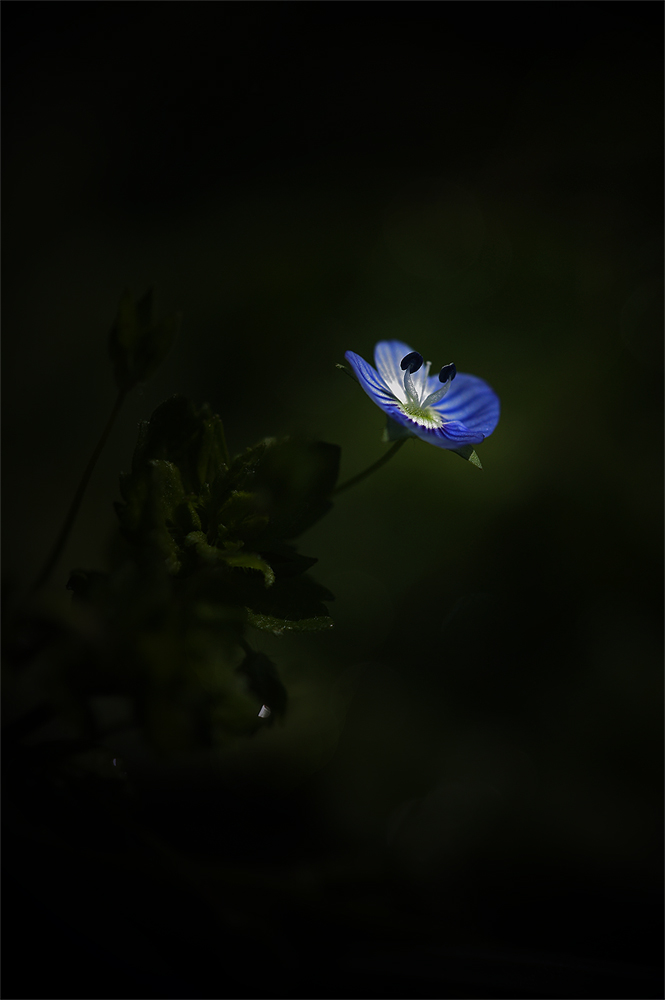 S p i r a g l i o     B l u