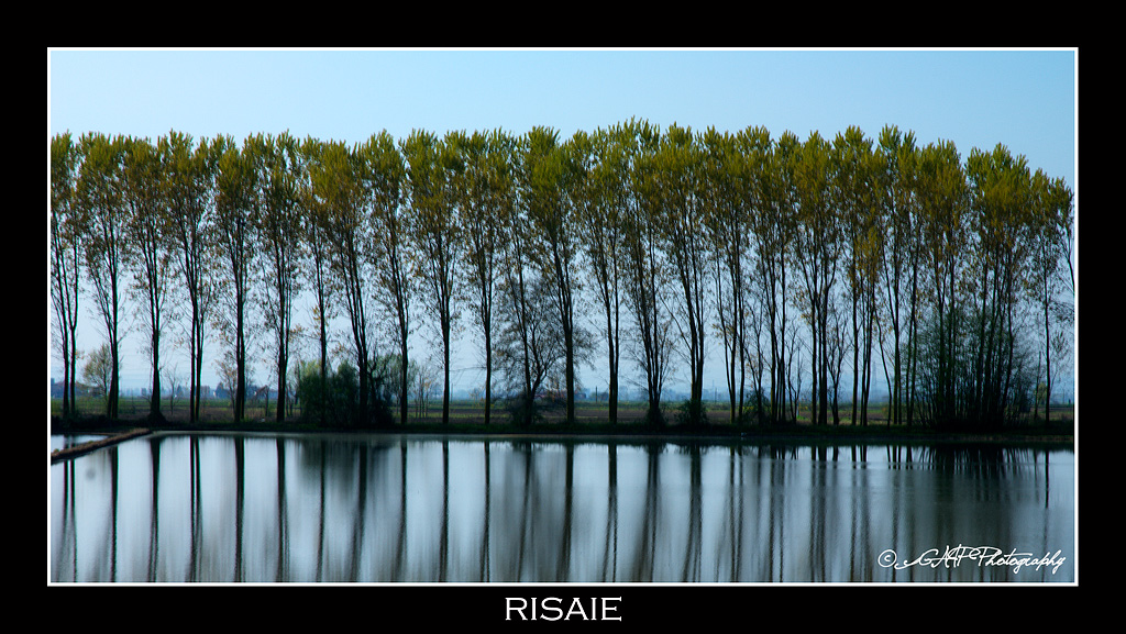 Risaie