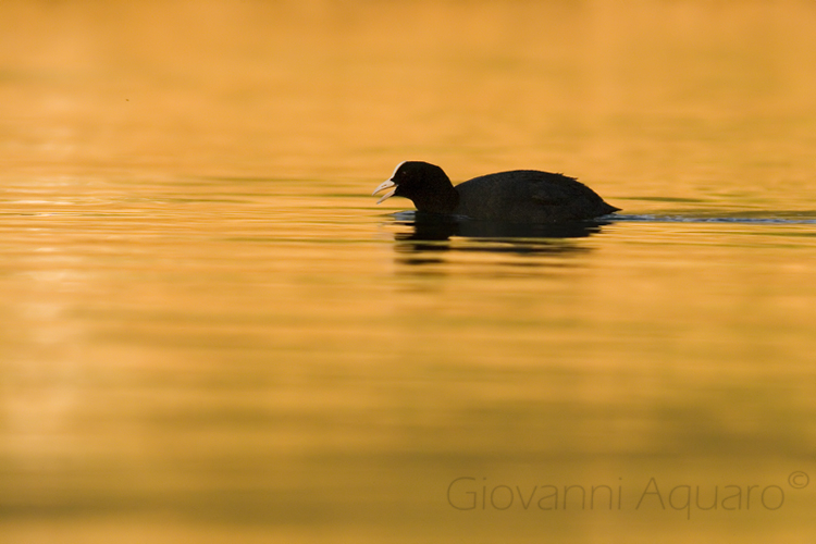 Piccola e nera folaghetta