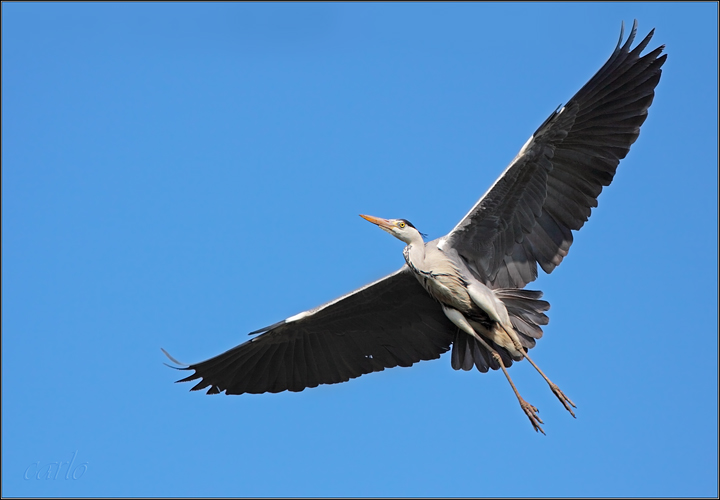 airone cenerino in volo