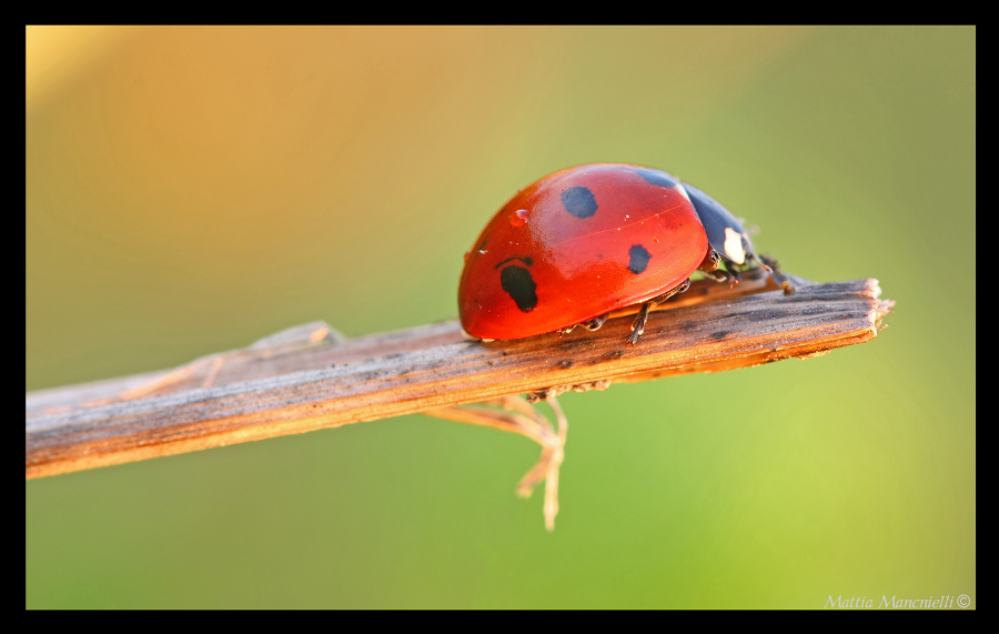 Coccinella