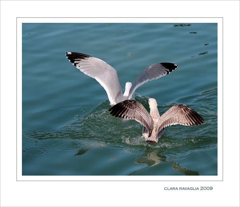 Nuoto sincronizzato....