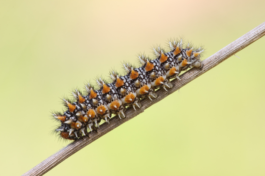 Bruco di melitea didyma