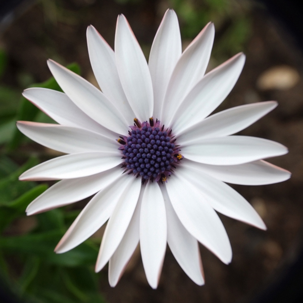 Prima quasi Macro con S5 Pro