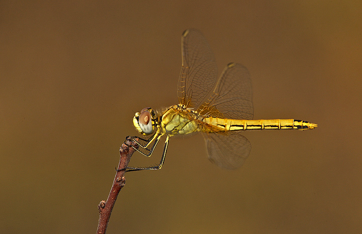 Sympetrum fonscolombii