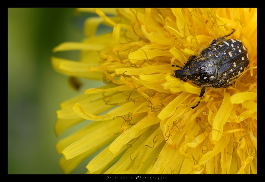 Nel giallo dipinto di giallo