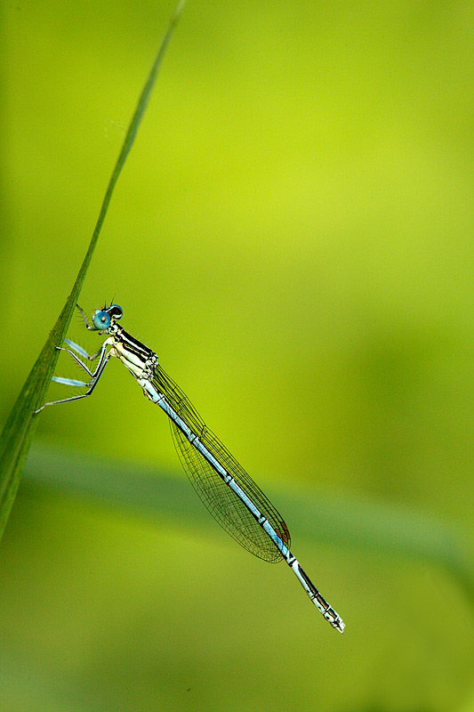 Platycnemis pennipes (m)