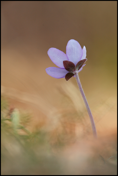 Full Immersion (back) I