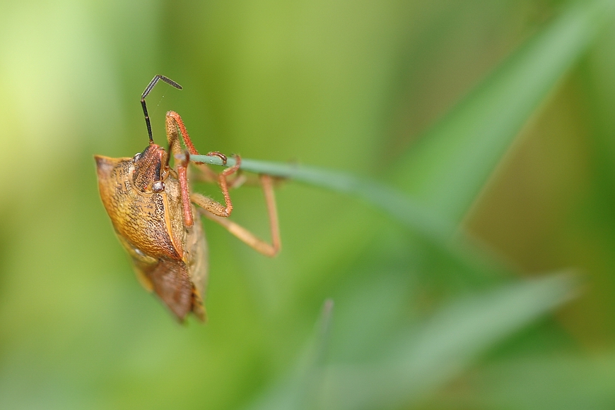...salto con l'asta...