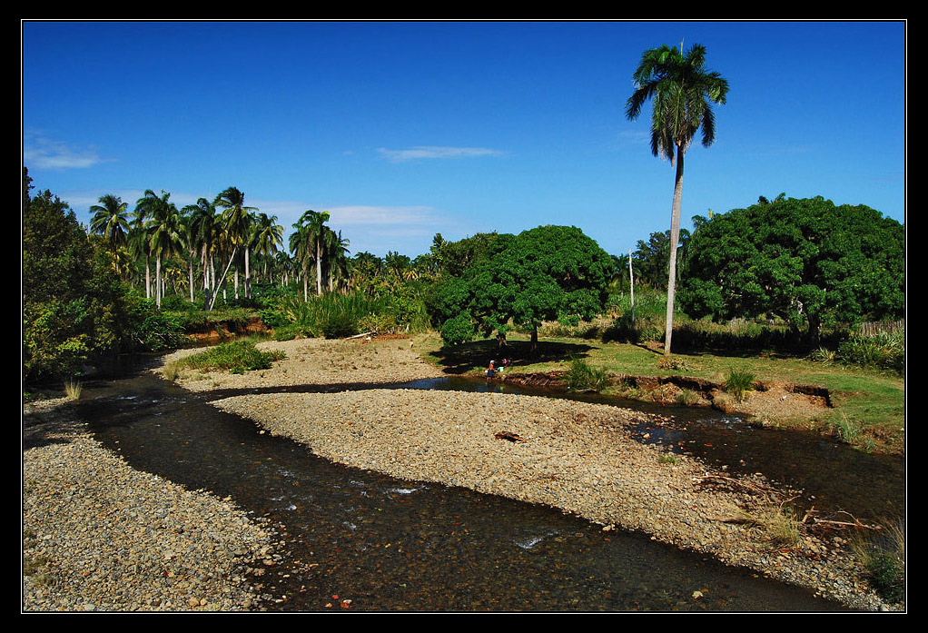 tra palmeti ed alberi di mango