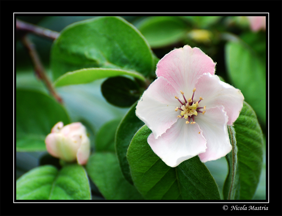 Fiore di mela cotogno