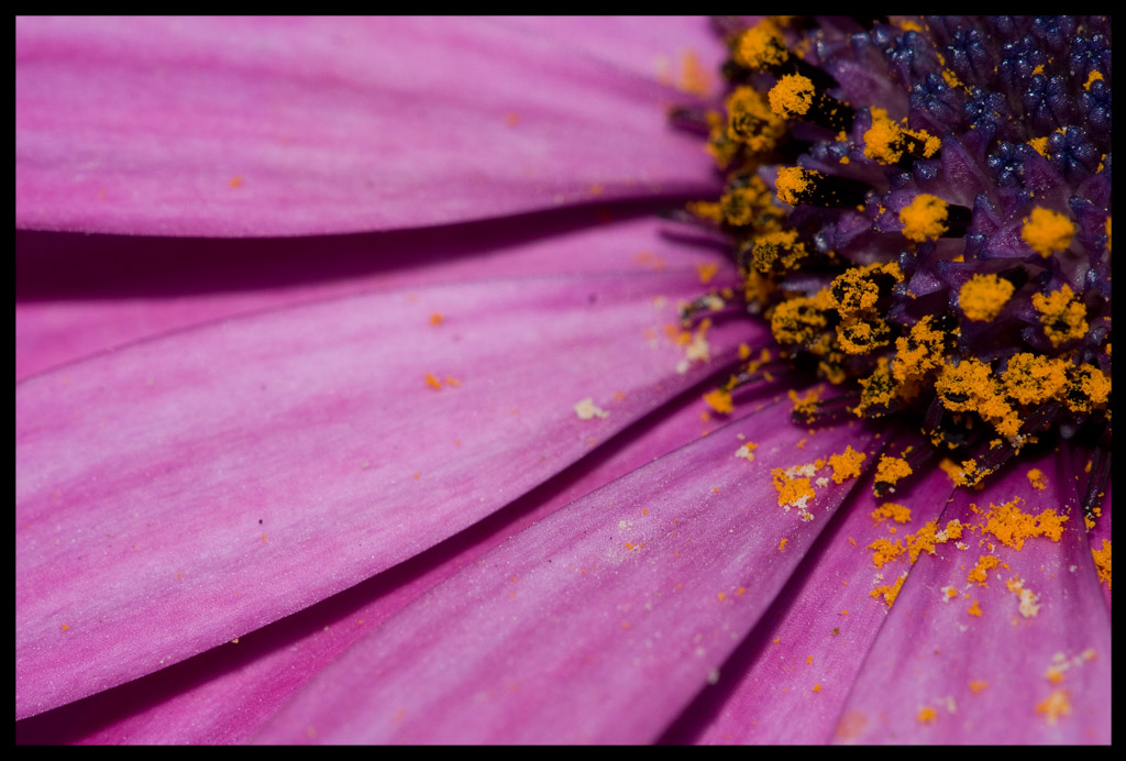 Un simpatico fiorellino....viola...