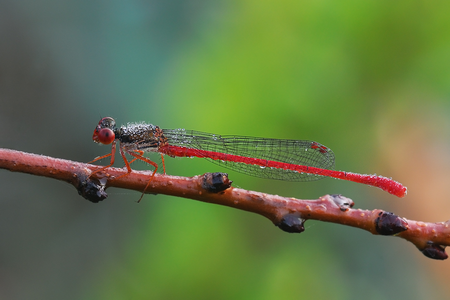 Ceriagrion tenellum
