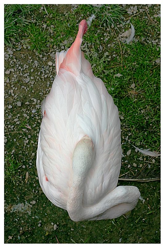 Pisolino di fenicottero