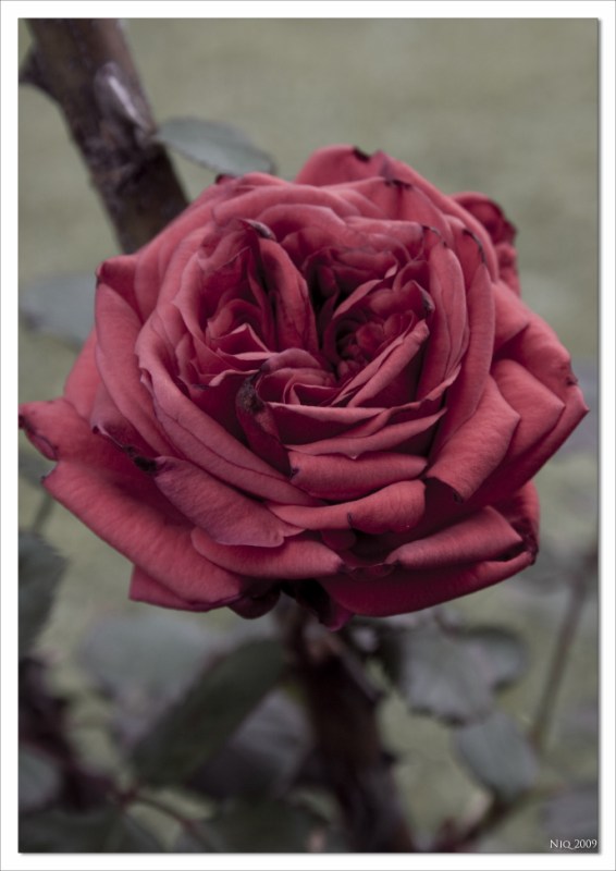 non c'� rosa senza spine