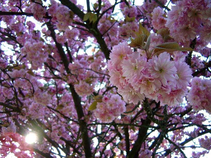 Prima delle ciliegie