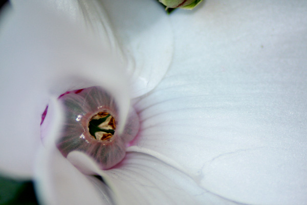 Prime macro da canoniana