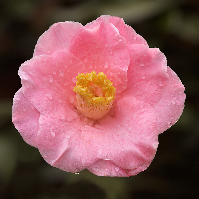 Camelia