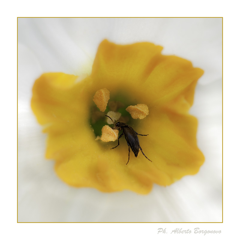 L'ospite del Narciso