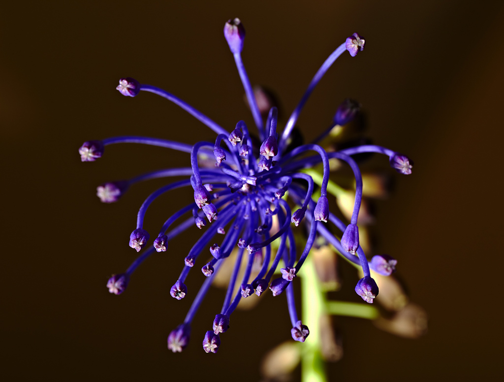 Fiore di Lampascione.