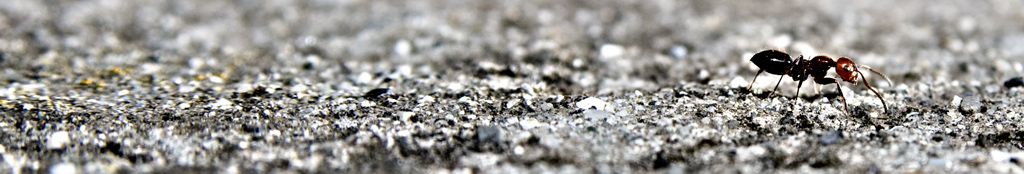 La lunga strada verso casa...