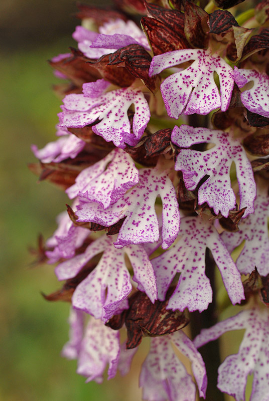 Orchis purpurea