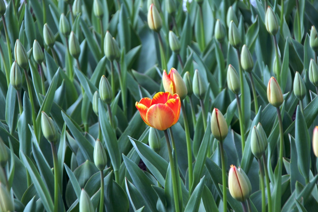 Tulipani a Keikenhof - 1
