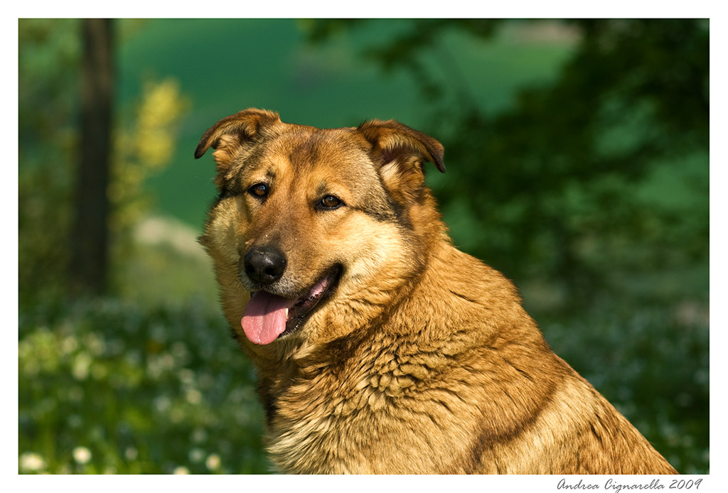 Fiducia incondizionata