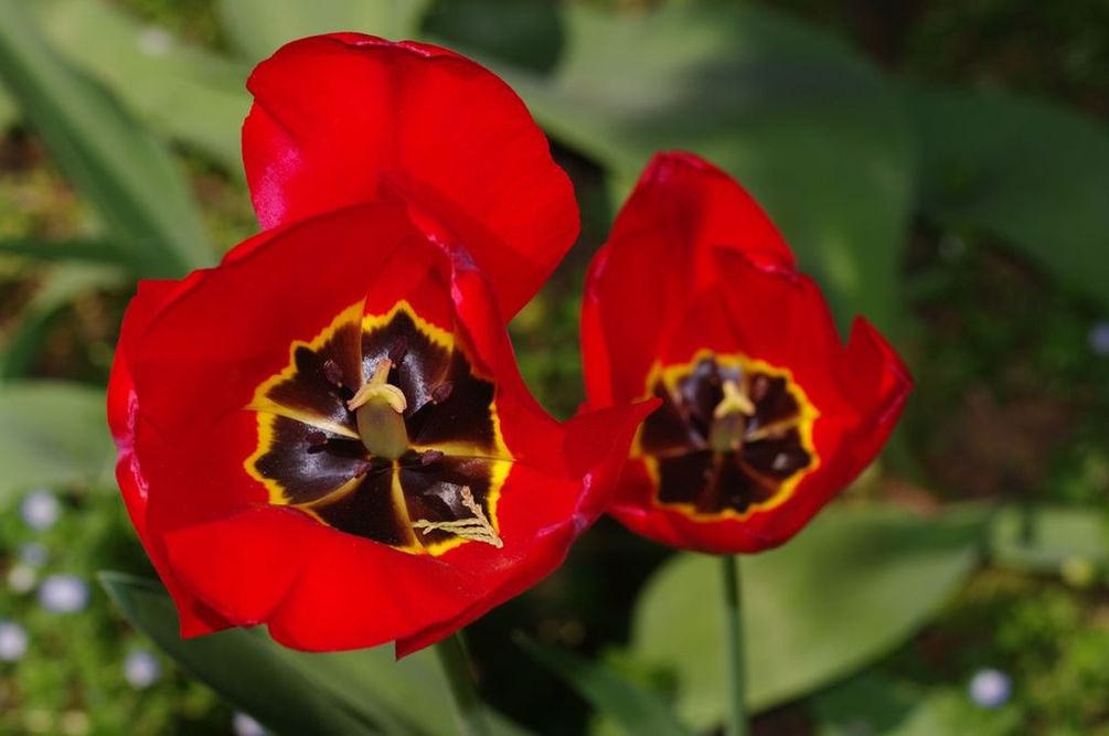 Tulip_Inside