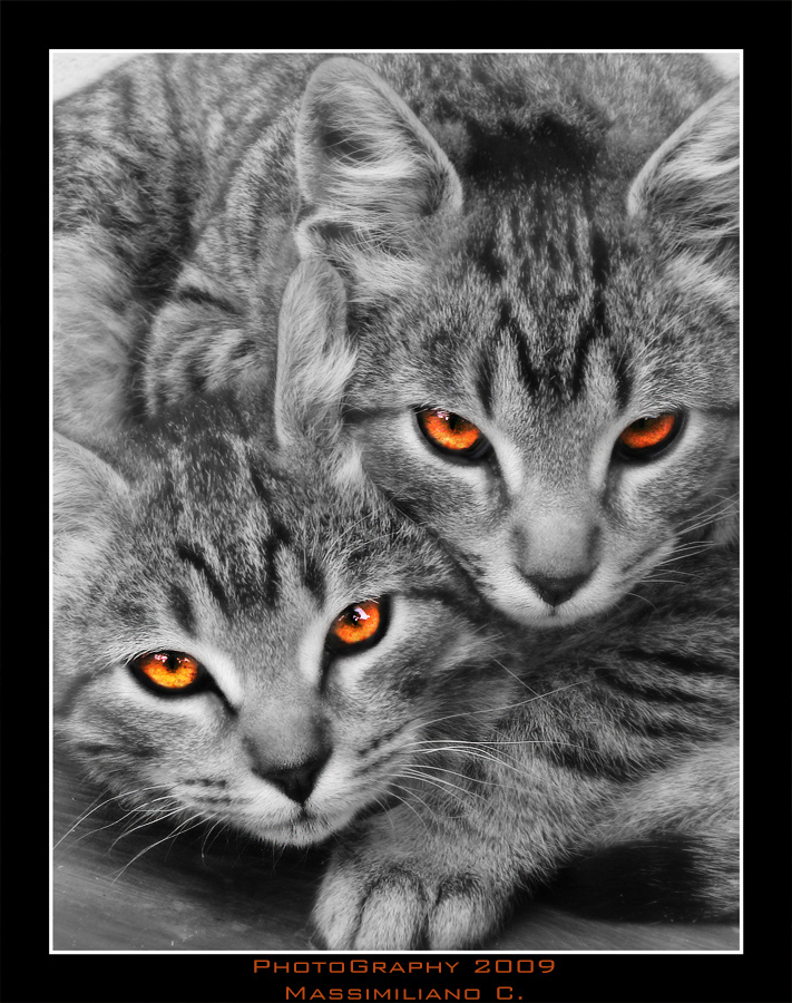 Infernal Cats