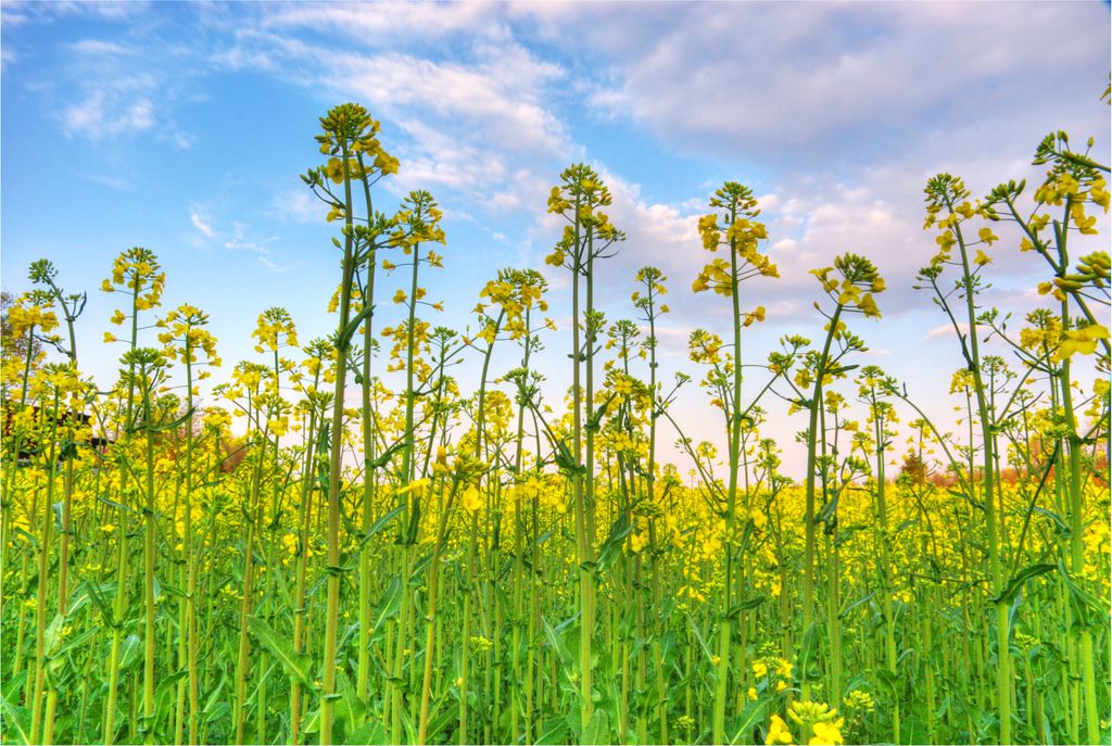 Fiori gialli e cielo