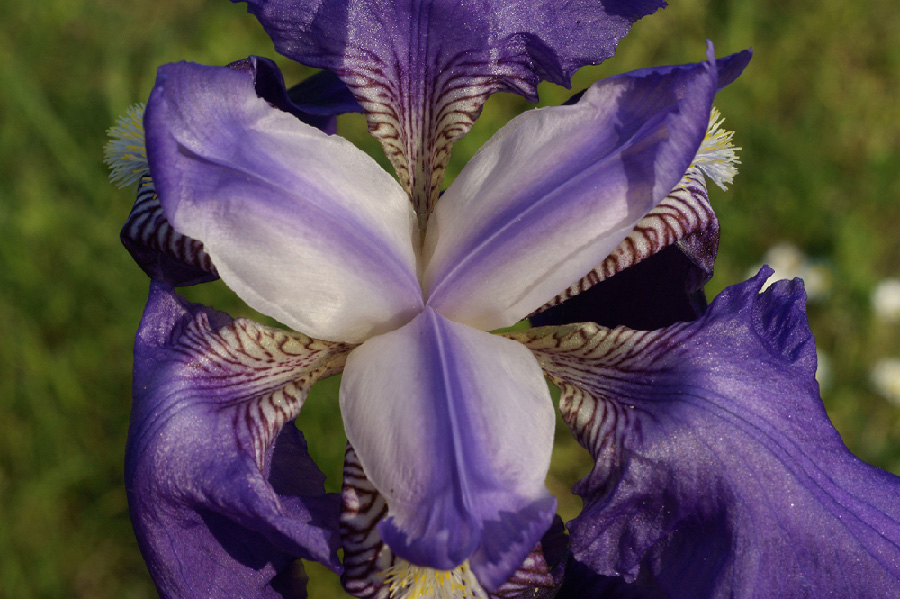 Iris in fiore