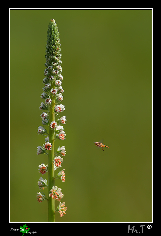 ...Il Volo del goloso...