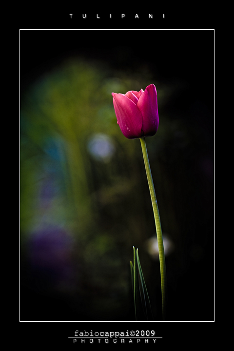 :: TULIPANI... [01-02]