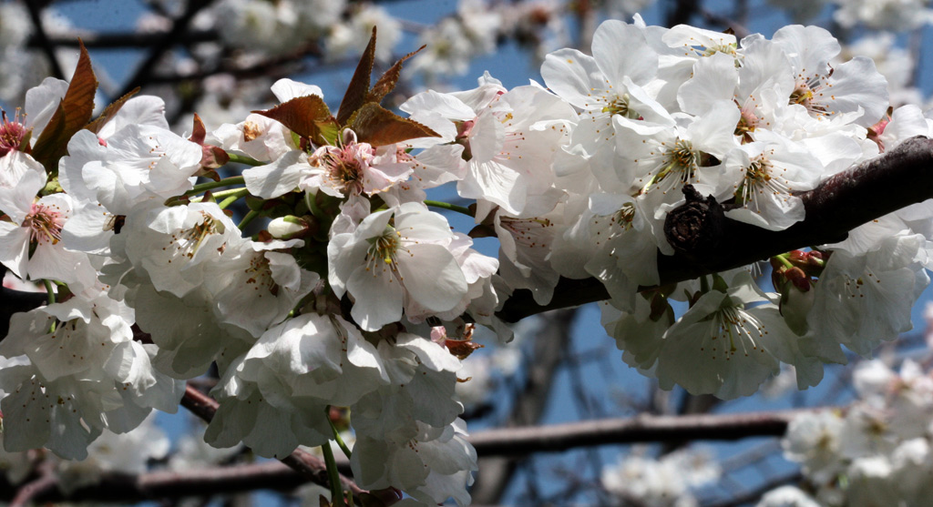 PRIMAVERA...SOLO UN ATTIMO