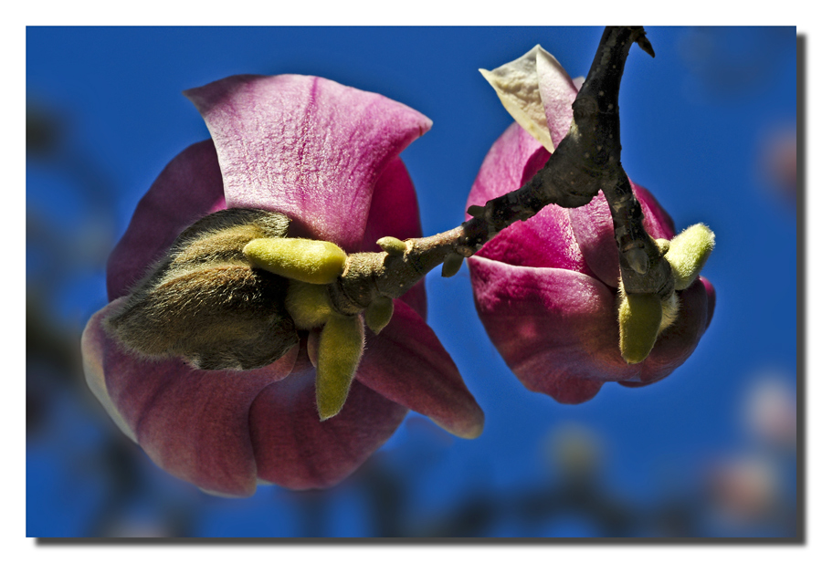 Punti di vista alternativi