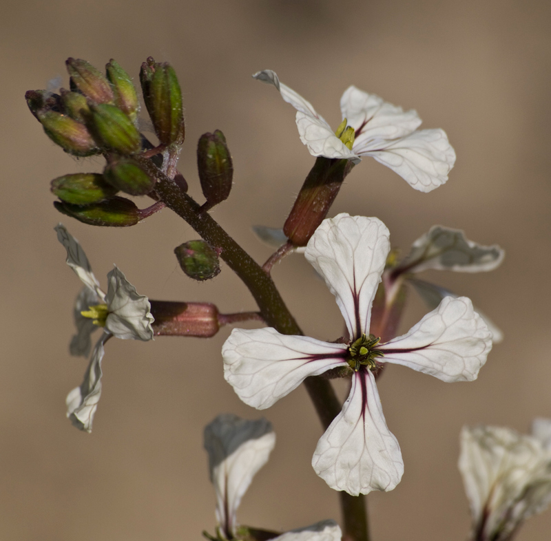 rucola in fiore