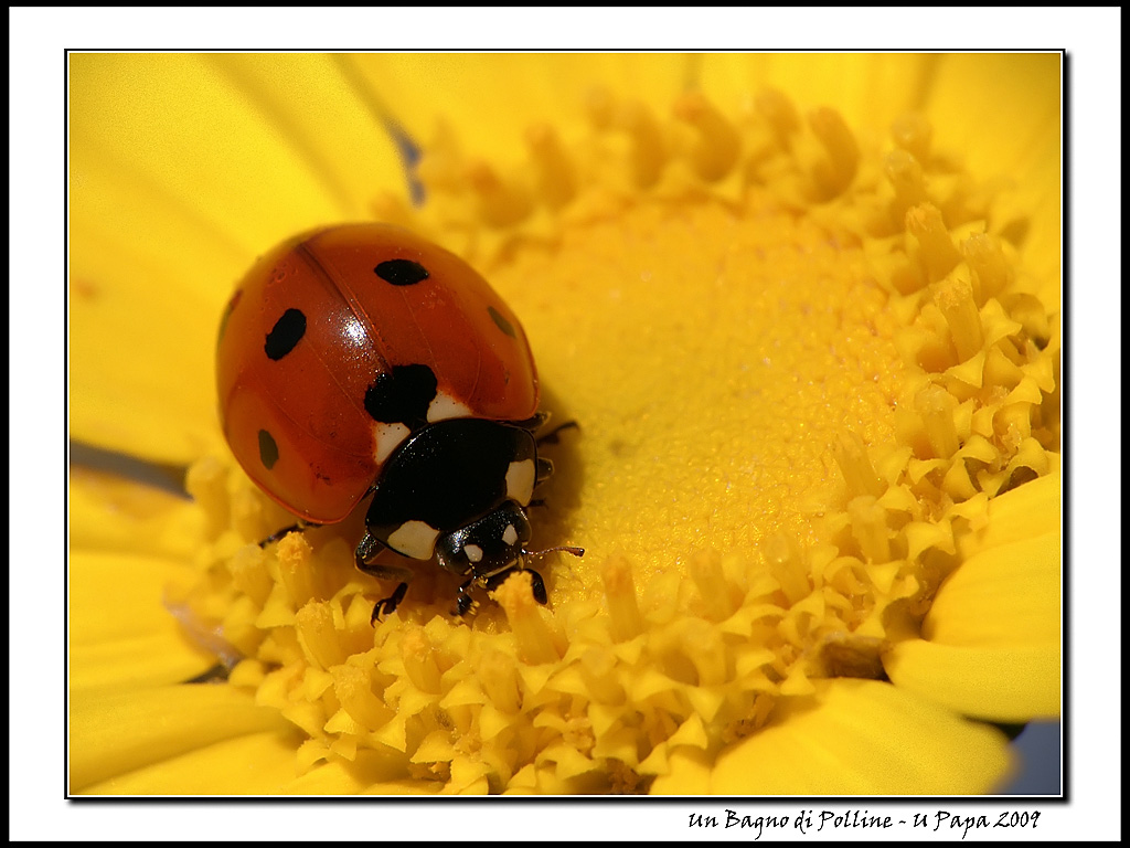 Un Bagno di Polline...