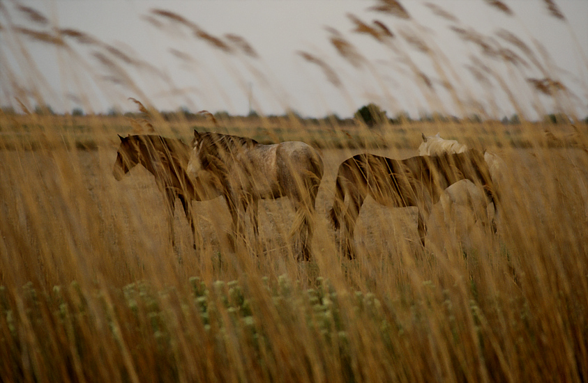 ...CAVALLI IN CAMARGUE...