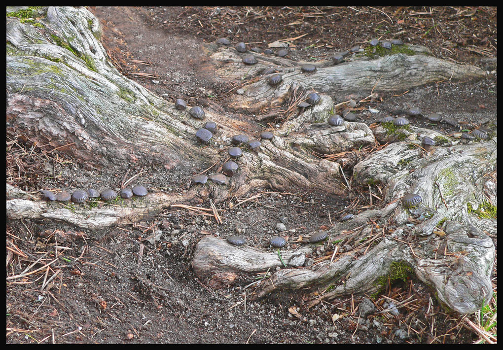 Chiodi lungo la via (modif.)