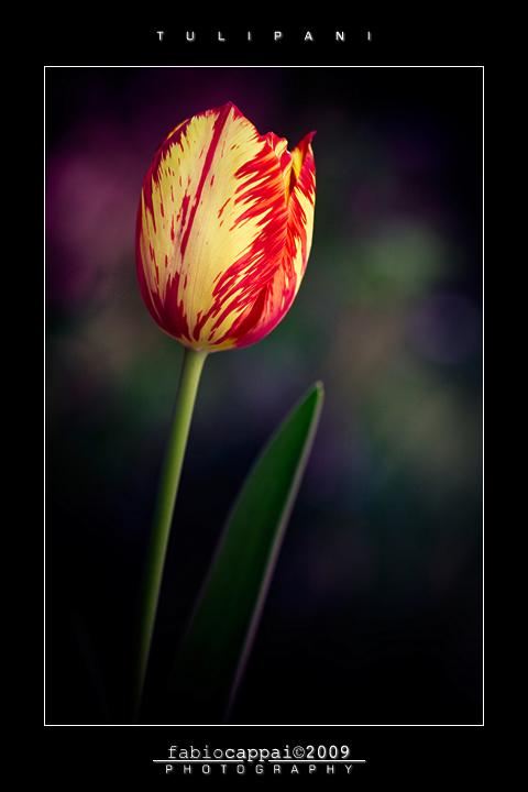 :: TULIPANI... [01-03]