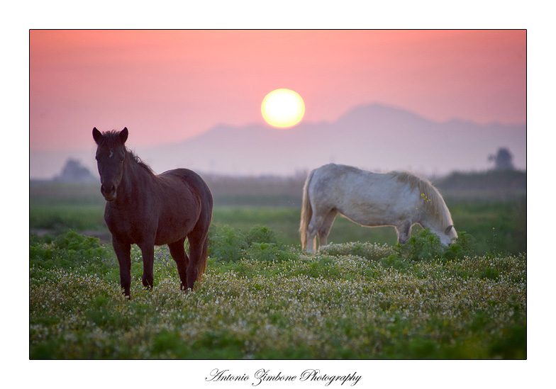 Dreamer Horses