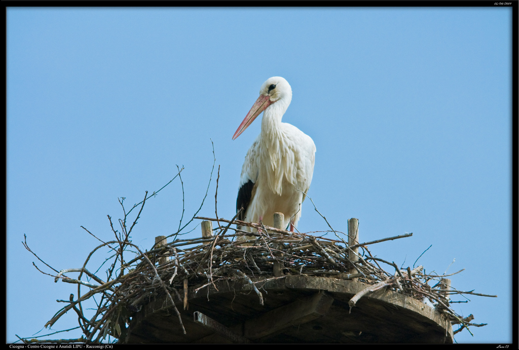 Cicogna 01