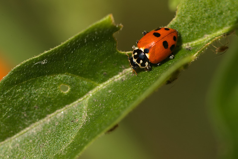 Mini coccinella
