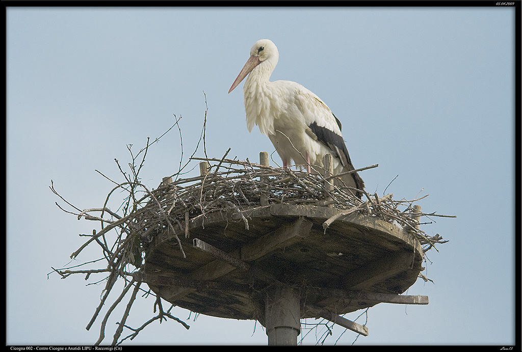 Cicogna 02