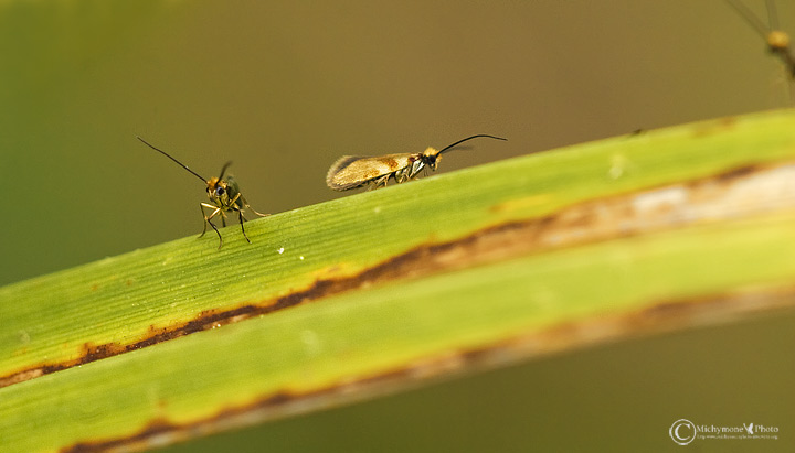 insettini...che ci osservano,,,,