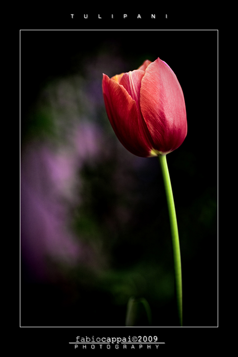 :: TULIPANI... [01-04]