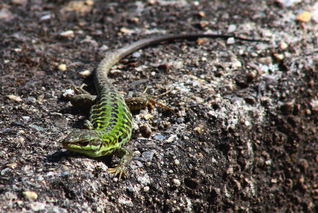 FINALMENTE...IL SOLE !