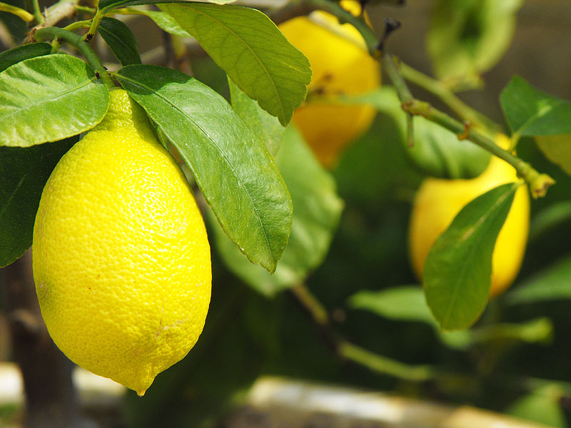 Lemon