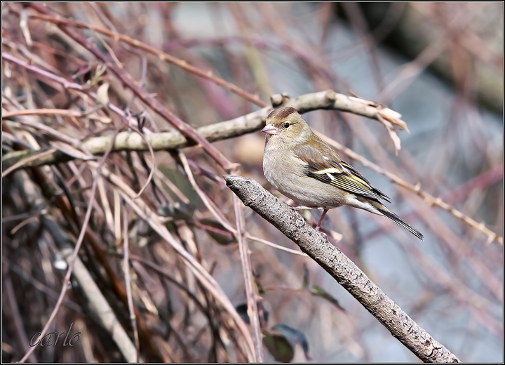 passeriforme ambientato